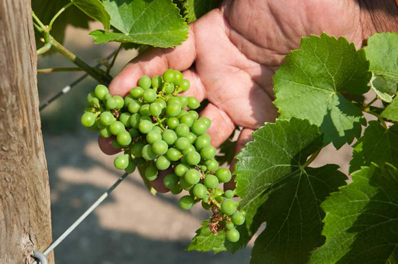 The Vineyard on Hough